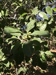 Ficus opposita