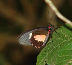 Parides eurimedes
