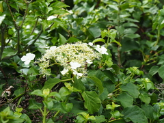 Hydrangea petiolaris