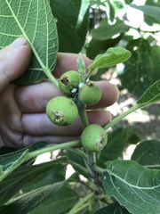 Ficus opposita