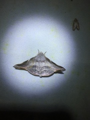 Oenochroma turneri