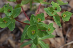 Euphorbia hylonoma
