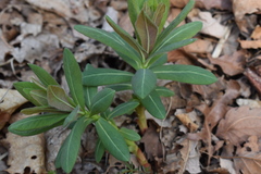 Euphorbia hylonoma