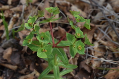 Euphorbia hylonoma