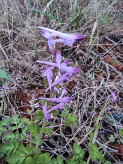 Corydalis edulis