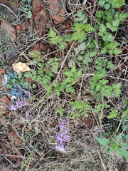 Corydalis edulis