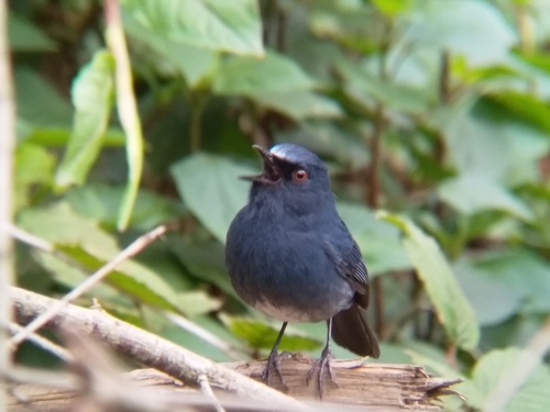 White-bellied Blue Robin (Sholicola albiventris), photo 10