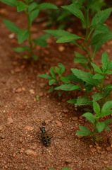 Cosmodela barmanica