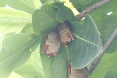 Myotis formosus flavus