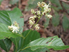 Tetracera