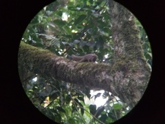 Funambulus sublineatus