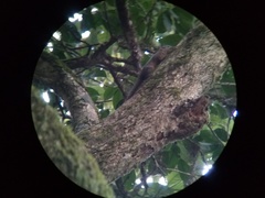 Funambulus sublineatus