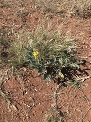 Crotalaria novae-hollandiae