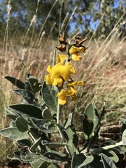 Crotalaria novae-hollandiae