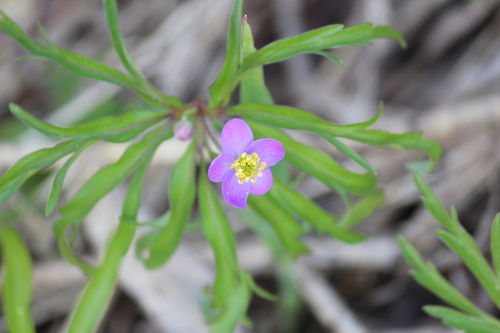 Anemonoides caerulea (Anemonoides caerulea)