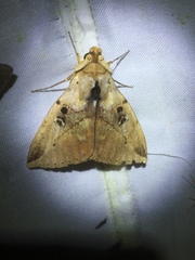 Amphoraceras jordani