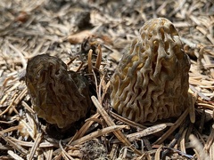 Morchella snyderi