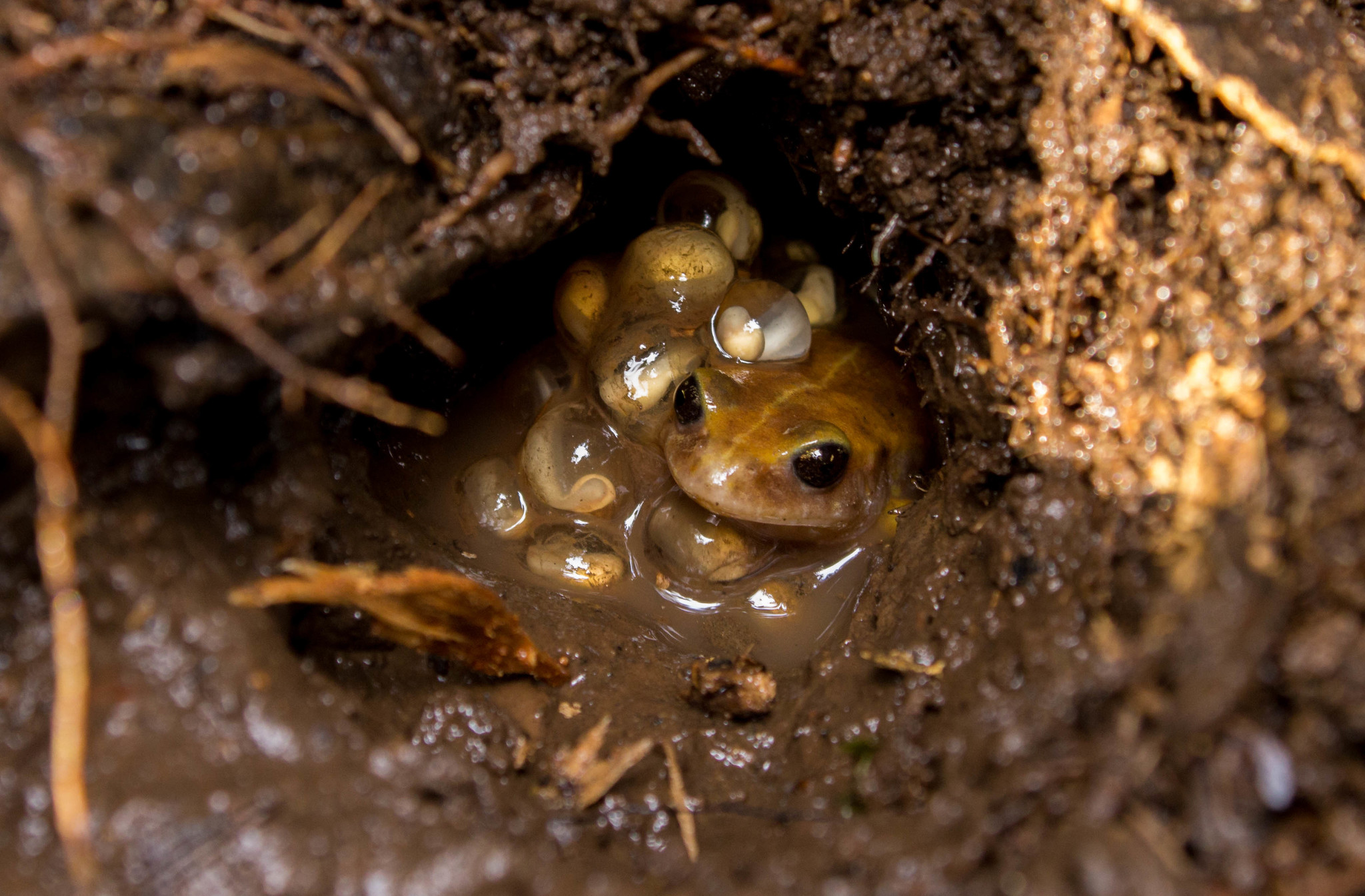 Eupsophus altor Nuñez, Rabanal & Formas, 2012
