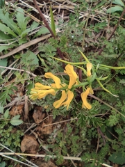 Corydalis speciosa