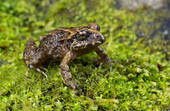 Eupsophus vertebralis