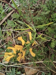 Corydalis speciosa