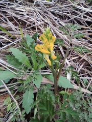 Corydalis speciosa