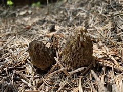Morchella snyderi