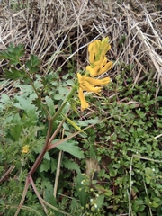 Corydalis speciosa