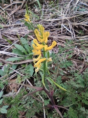 Corydalis speciosa