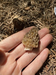 Morchella snyderi