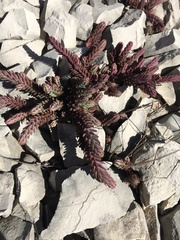 Petrosedum ochroleucum