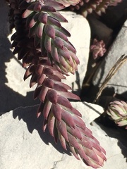 Petrosedum ochroleucum