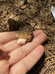 Morchella snyderi