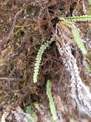 Stenogrammitis saffordii