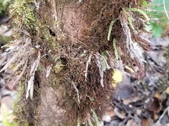 Stenogrammitis saffordii