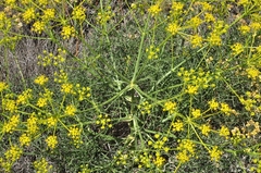 Cachrys libanotis