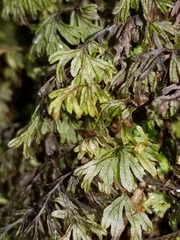 Hymenophyllum lanceolatum