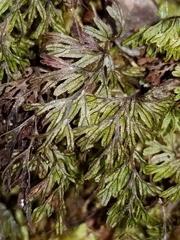Hymenophyllum lanceolatum