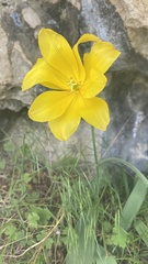 Tulipa sylvestris