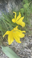 Tulipa sylvestris