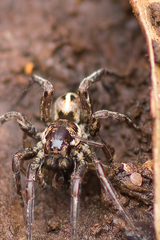 Artoriopsis