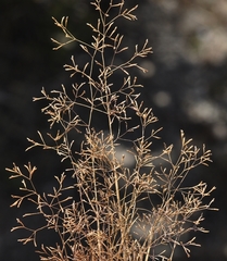 Sphenopus divaricatus