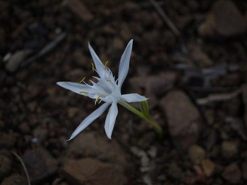Pancratium triflorum (Pancratium triflorum)