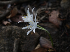 Pancratium triflorum