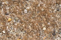 Sphenopus divaricatus