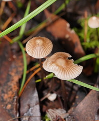 Mycena austrofilopes