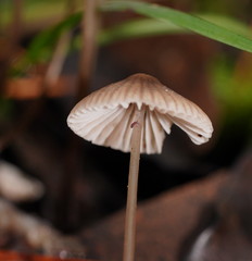 Mycena austrofilopes