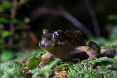 Eupsophus emiliopugini