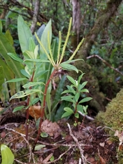 Peperomia hesperomannii