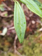 Peperomia hesperomannii